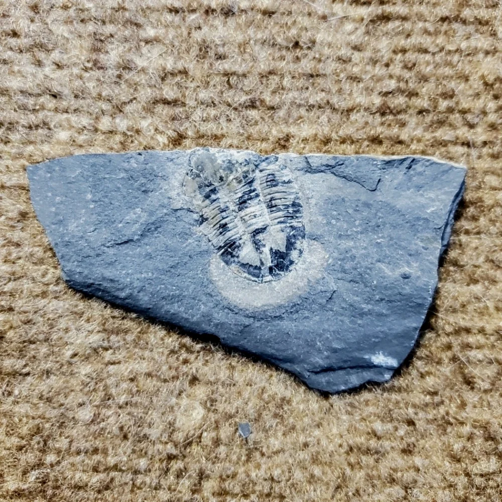 Trilobite Elrathia Fossils in Slate Stone Matrix - Delta Utah Set of 4